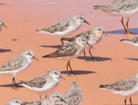 Little Stint - ML622863219