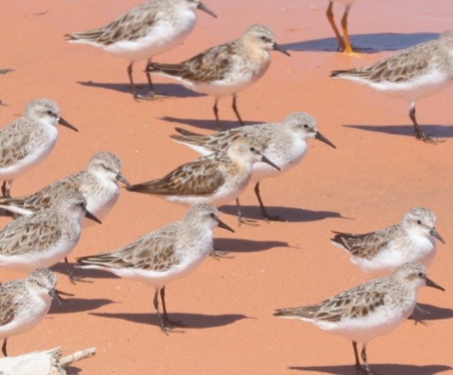 Little Stint - ML622863222