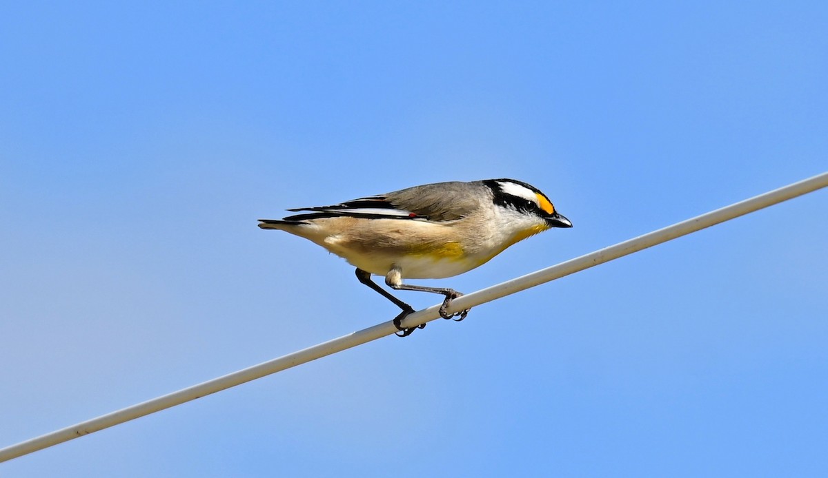 Pardalote à point jaune - ML622863224