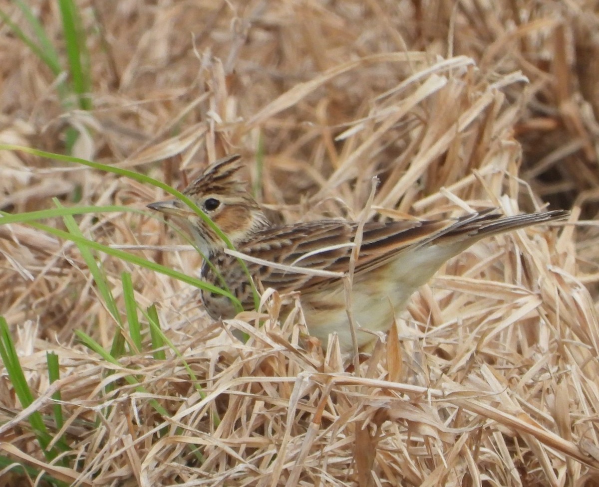 Боролзой болжмор - ML622863230