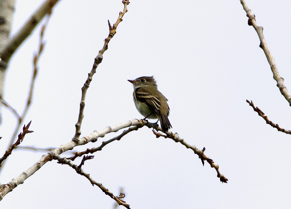 Empidonax sp. - John Anderson