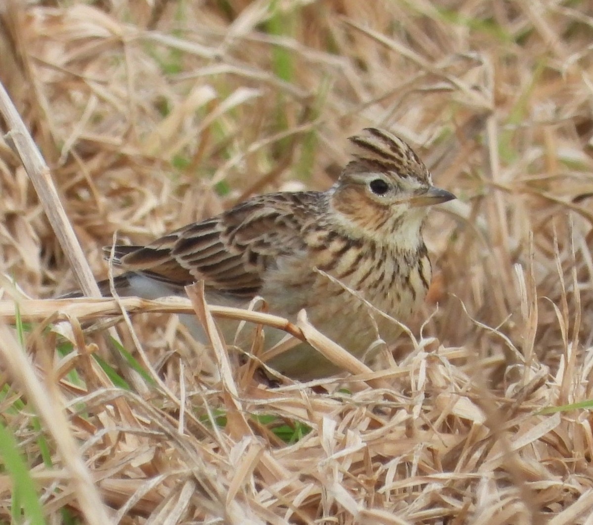 Боролзой болжмор - ML622863266