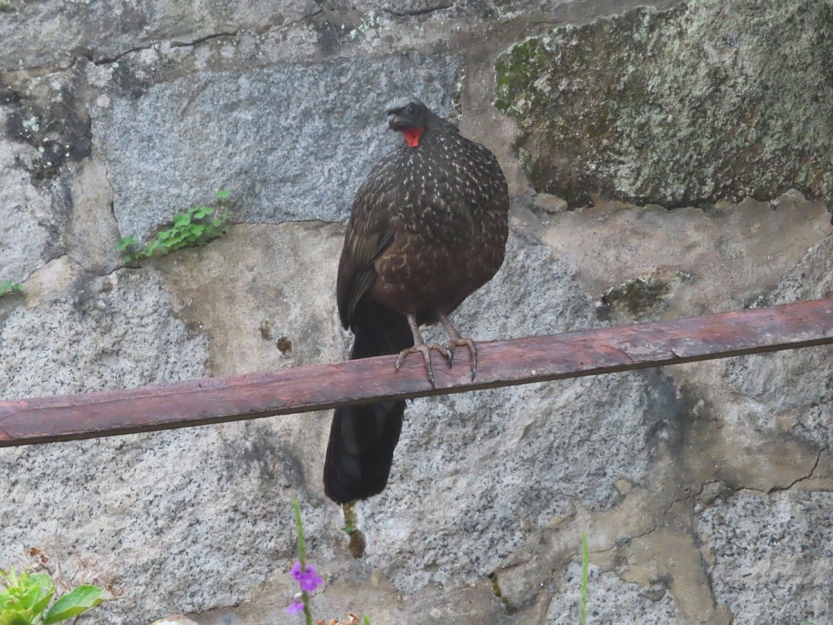 Dusky-legged Guan - ML622863328