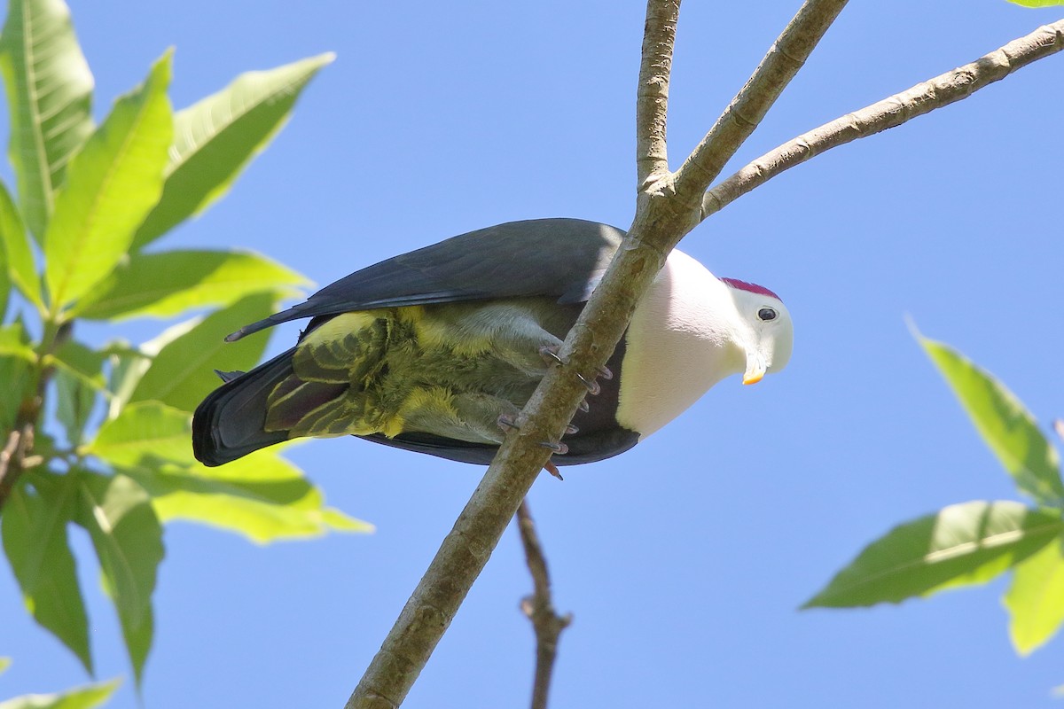 Red-naped Fruit-Dove - ML622863368