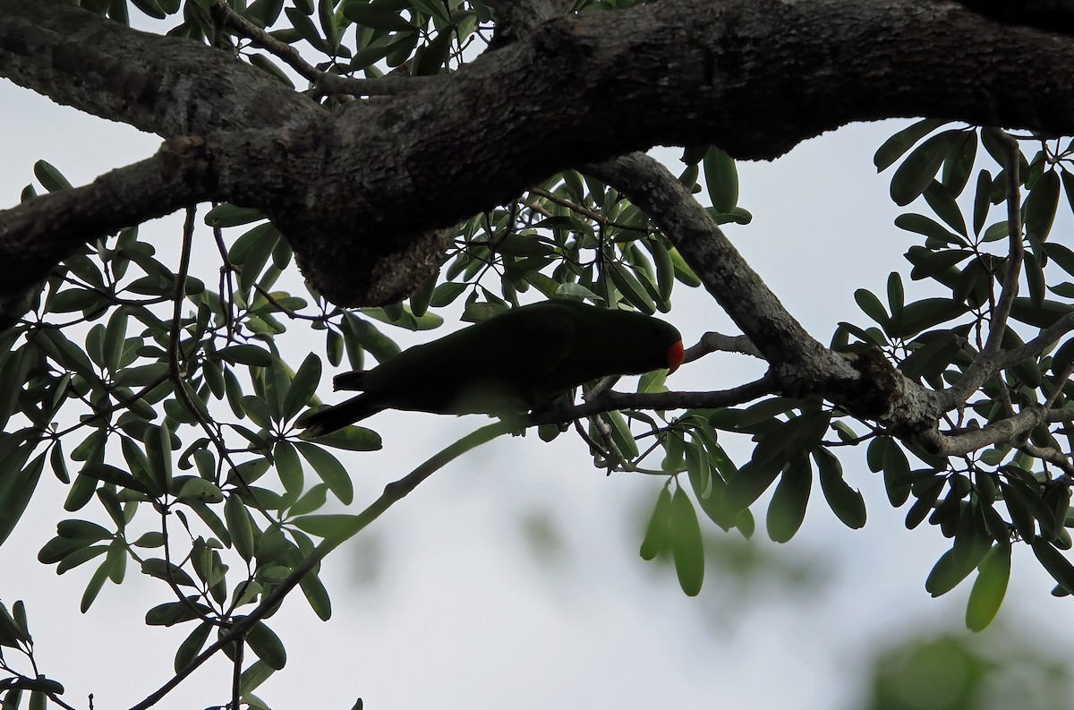 Papuan Eclectus - ML622863397