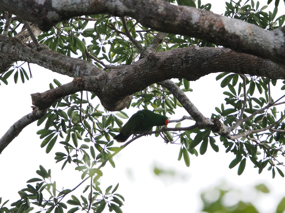 Papuan Eclectus - ML622863400