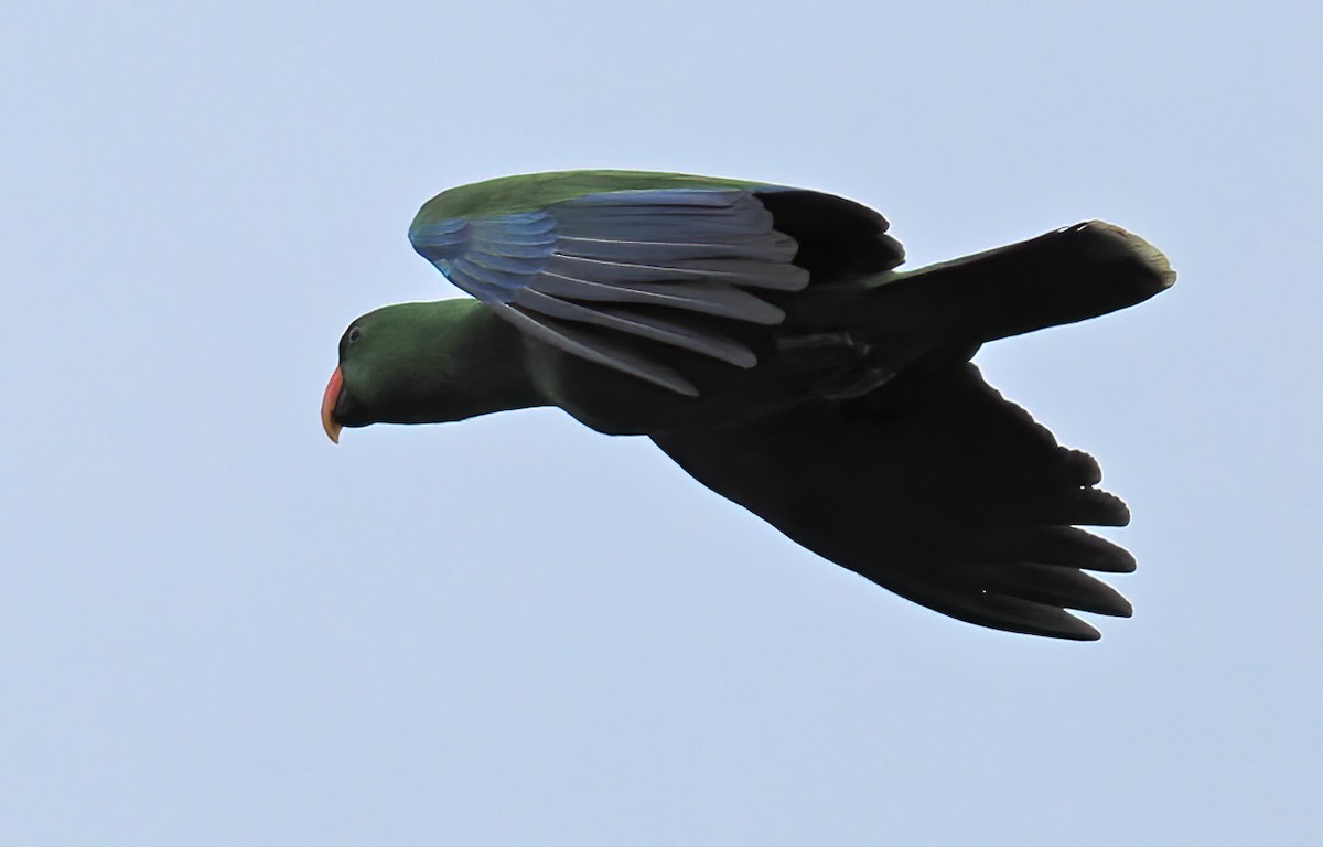 Loro Ecléctico de Nueva Guinea - ML622863409