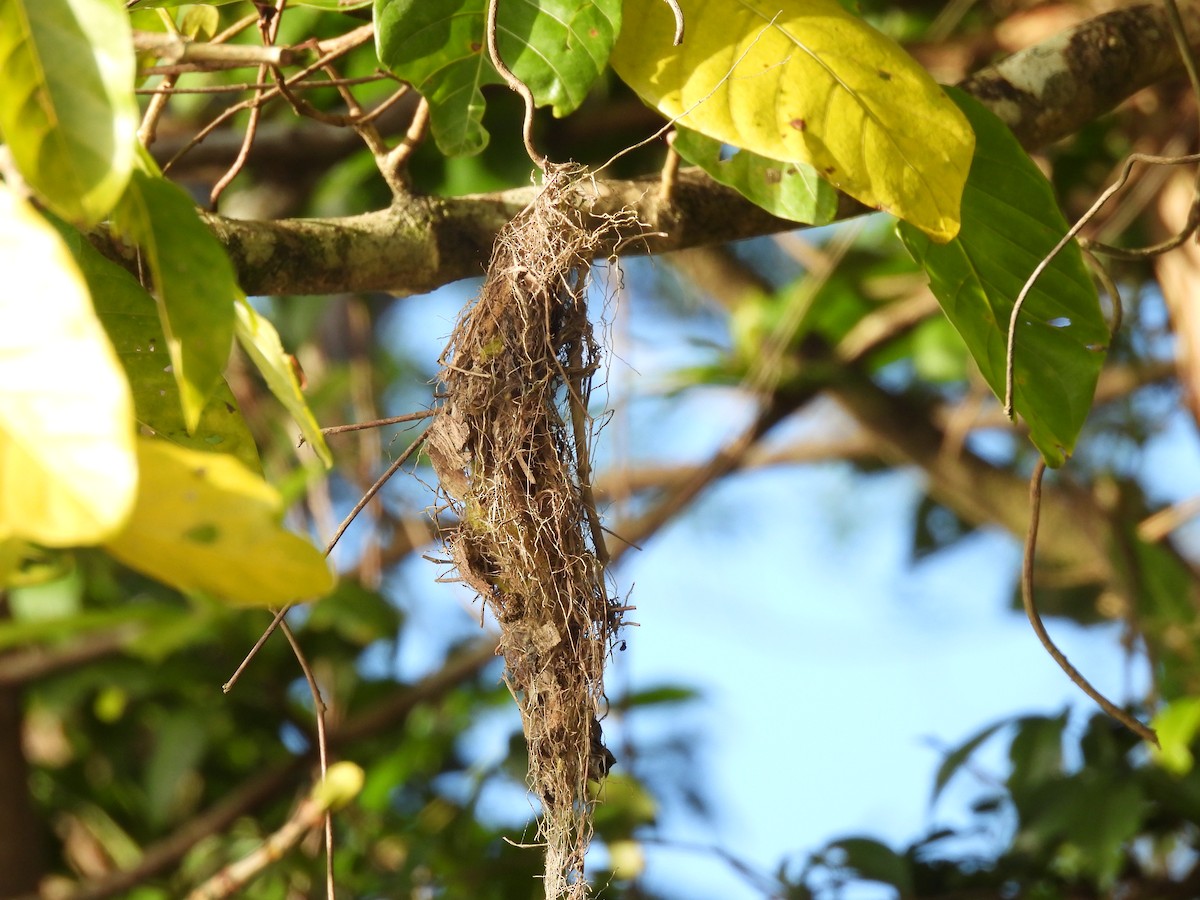 Large-billed Gerygone - ML622863444