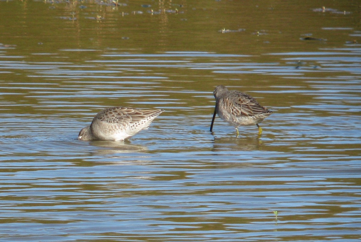 Long-billed Dowitcher - ML62286351