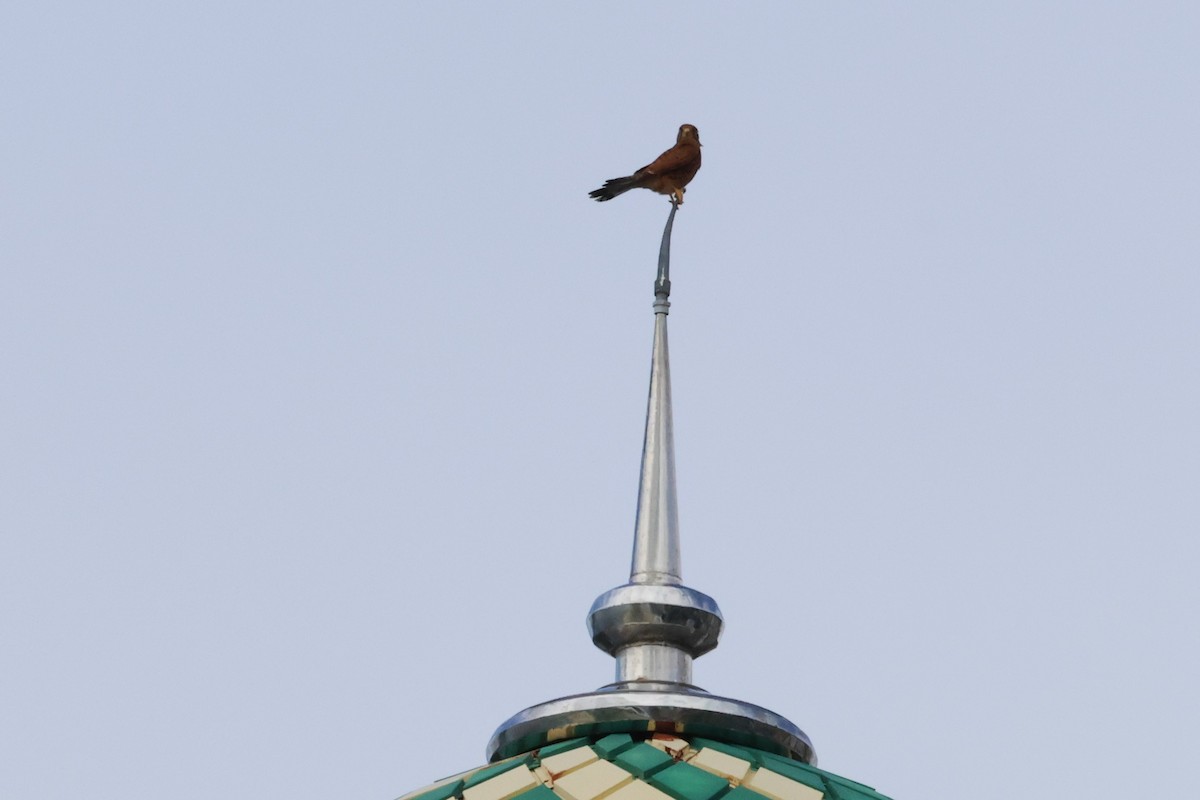 Spotted Kestrel - ML622863586