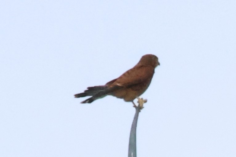 Spotted Kestrel - ML622863588