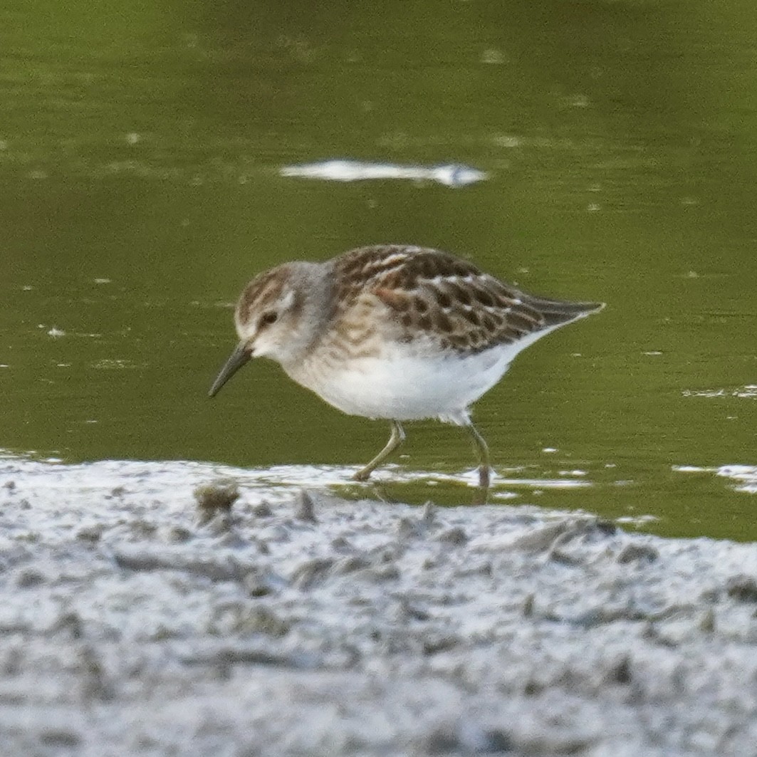 Least Sandpiper - Matthew Mottern