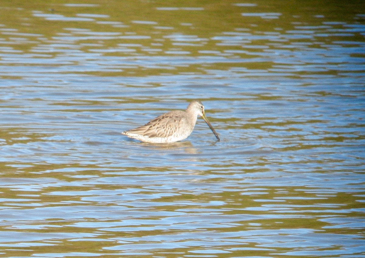 Long-billed Dowitcher - ML62286361