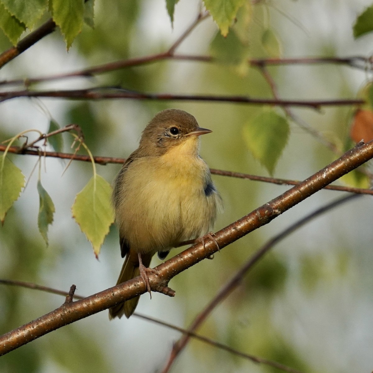 Weidengelbkehlchen - ML622863630