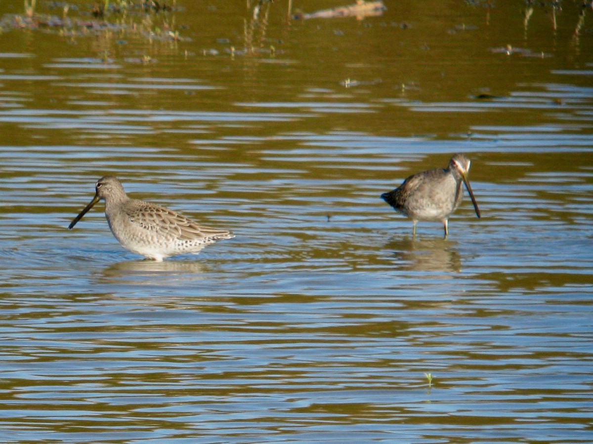 Long-billed Dowitcher - ML62286371