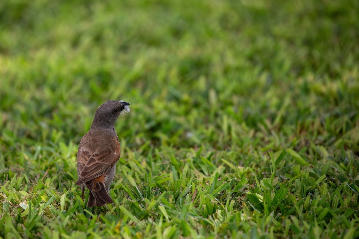 Parrot-billed Sparrow - ML622863785