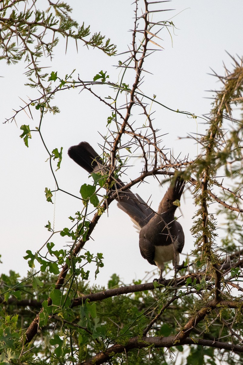 White-bellied Go-away-bird - ML622863846