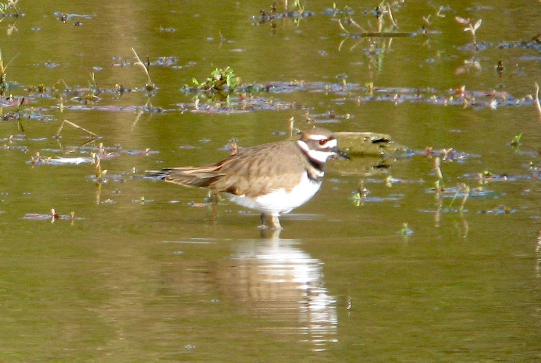 Keilschwanz-Regenpfeifer - ML62286391