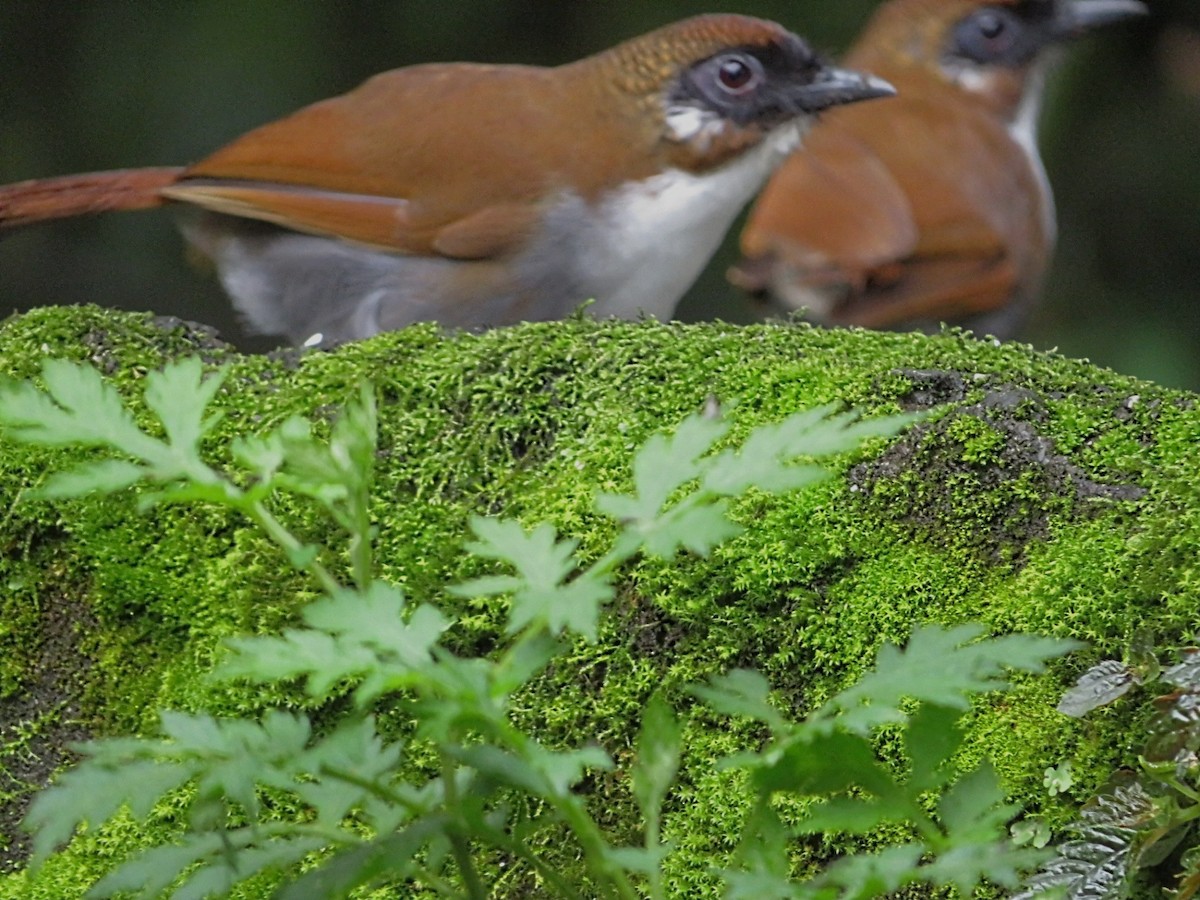 Gray-sided Laughingthrush - Nitu S