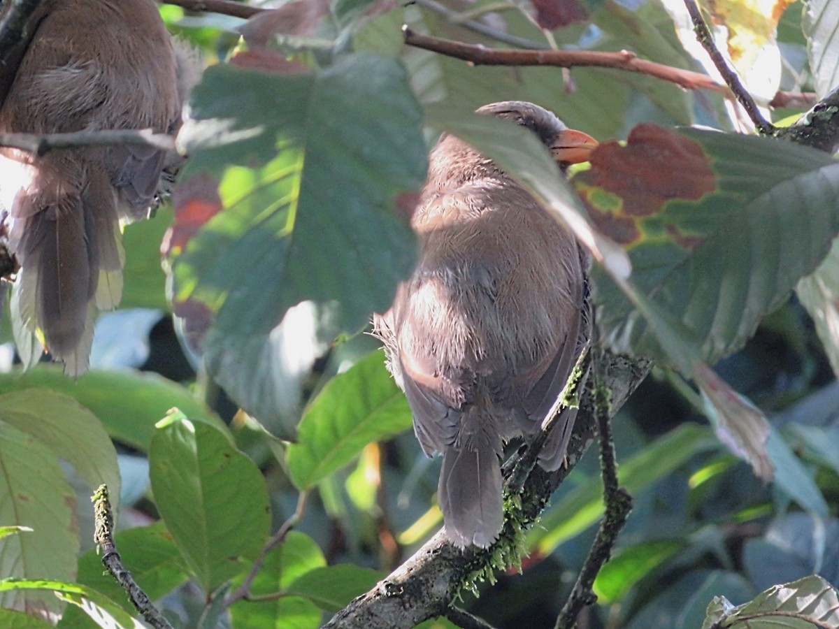 Great Parrotbill - ML622863975