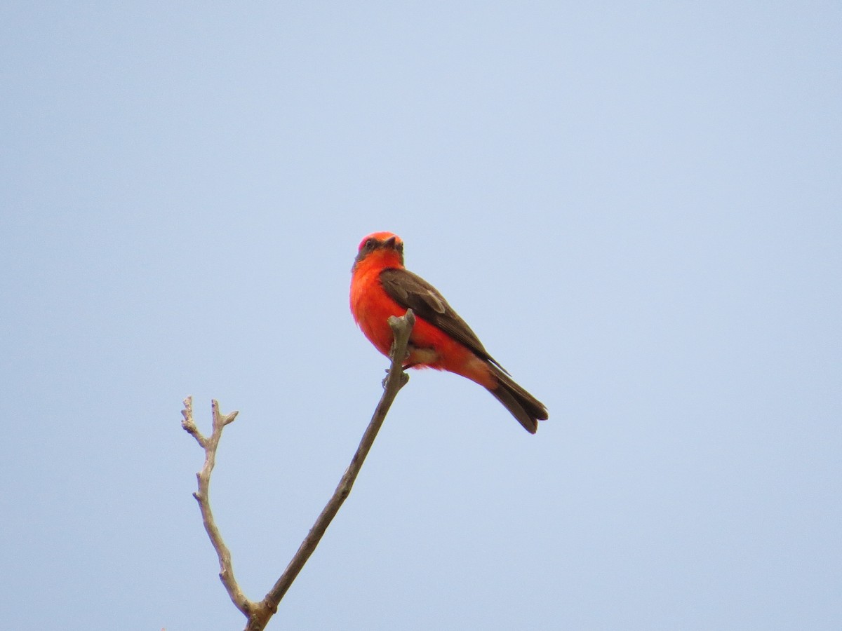 Vermilion Flycatcher - ML622864039