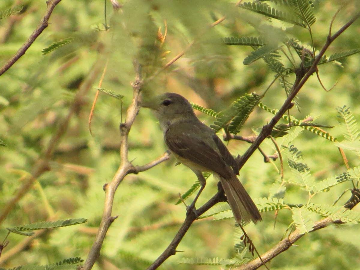 Bell's Vireo - ML622864049