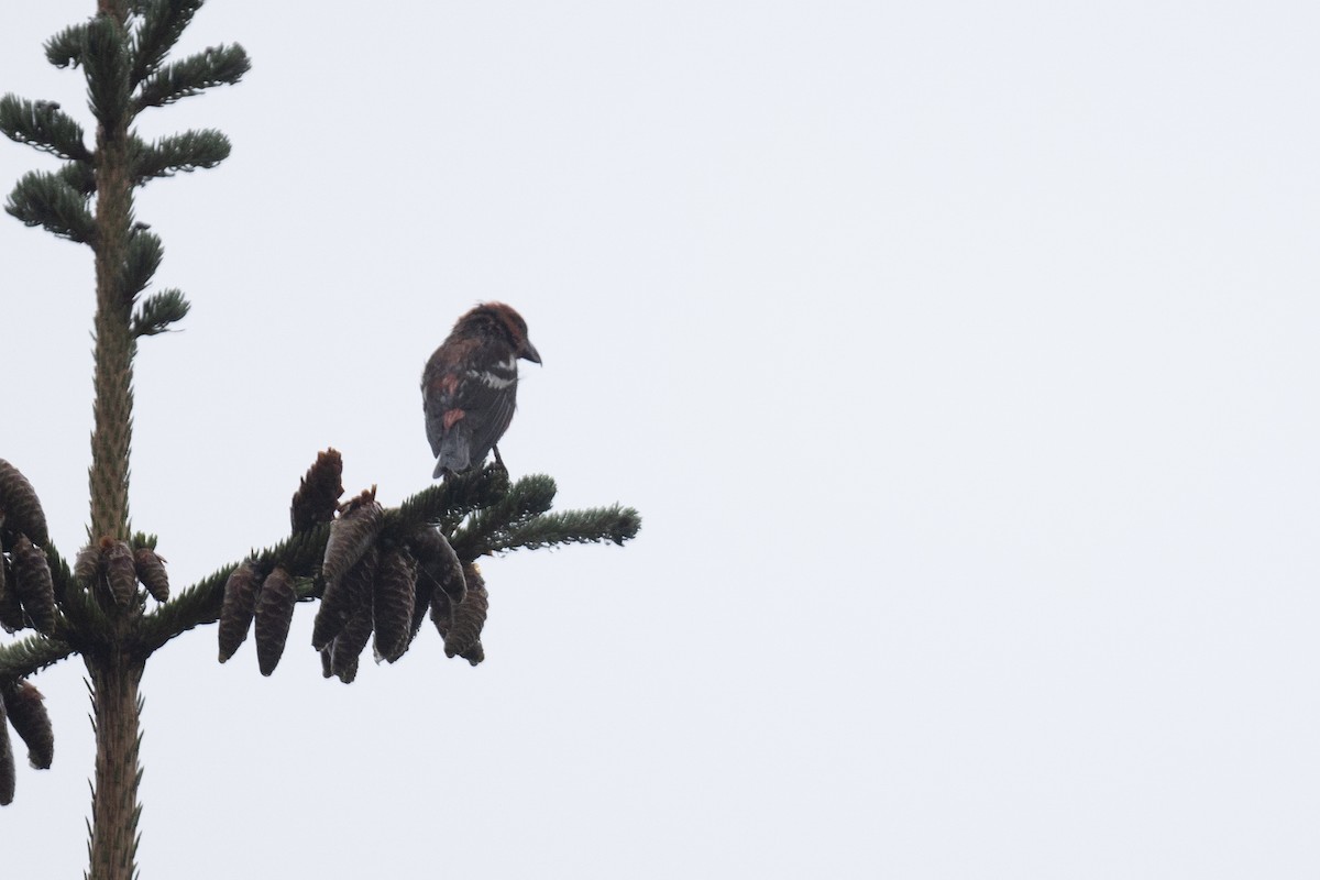 White-winged Crossbill - ML622864086