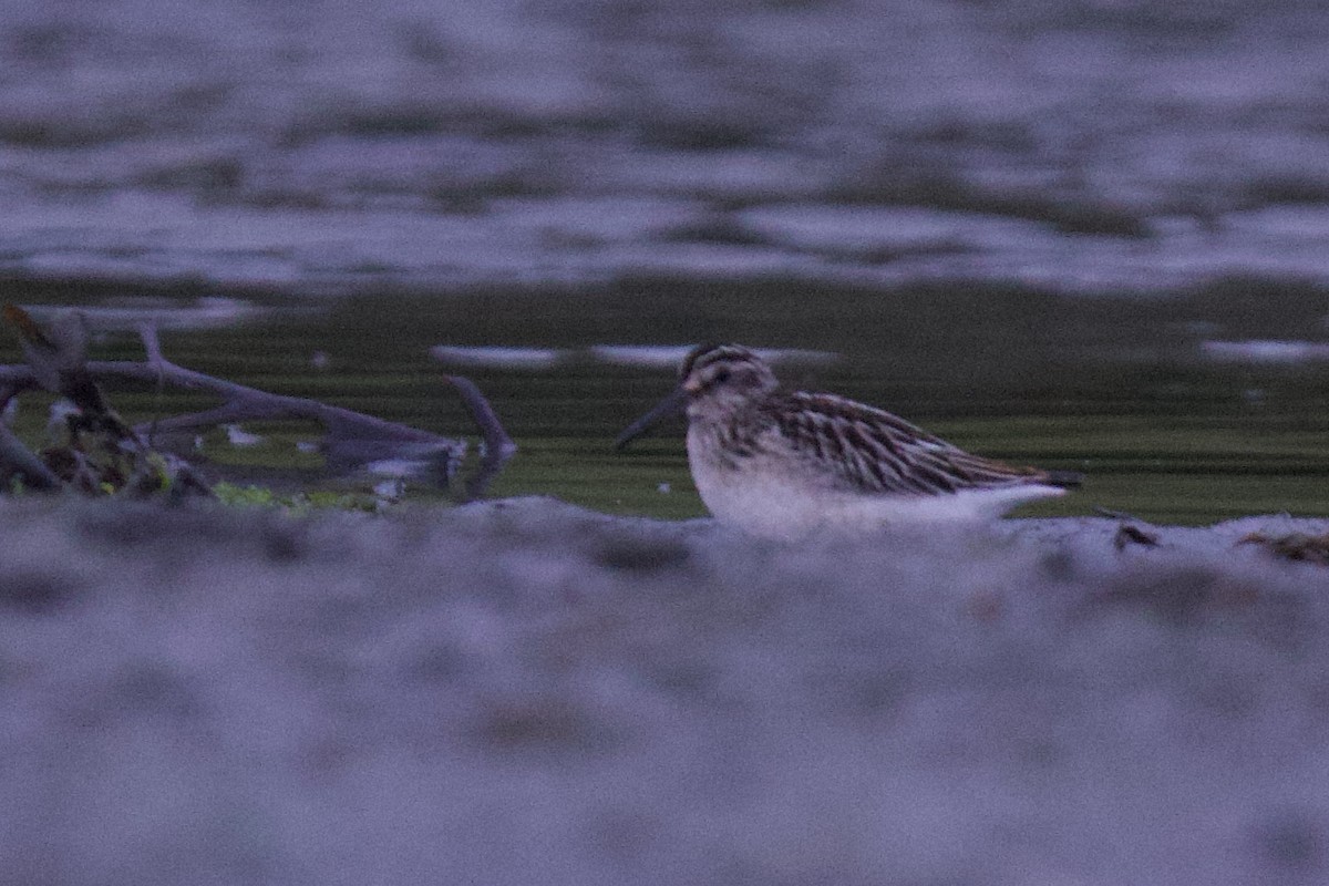 Broad-billed Sandpiper - ML622864095