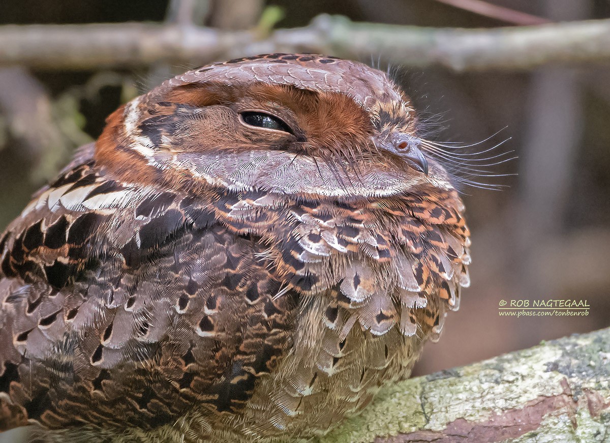 Collared Nightjar - ML622864102