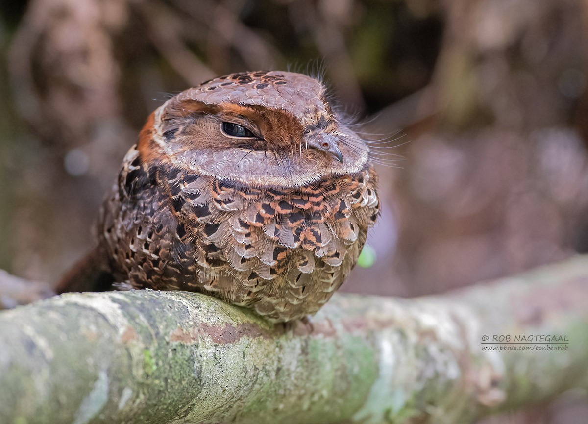 Collared Nightjar - ML622864103