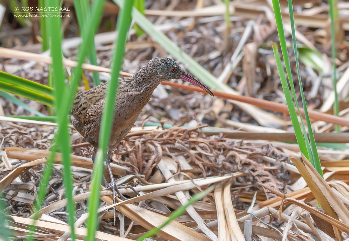 Madagascar Rail - ML622864104