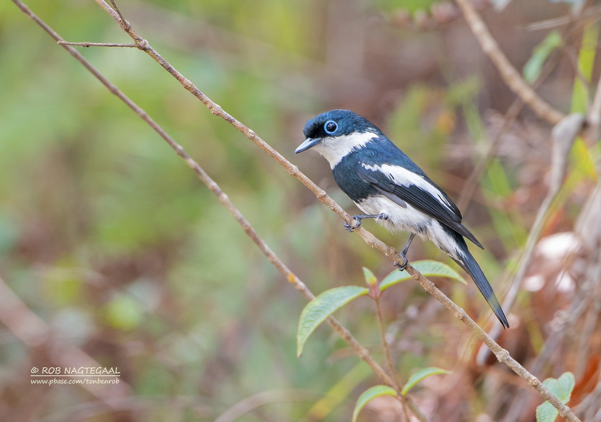 Ward's Flycatcher - ML622864115