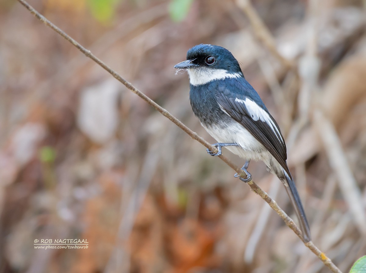 Ward's Flycatcher - ML622864116