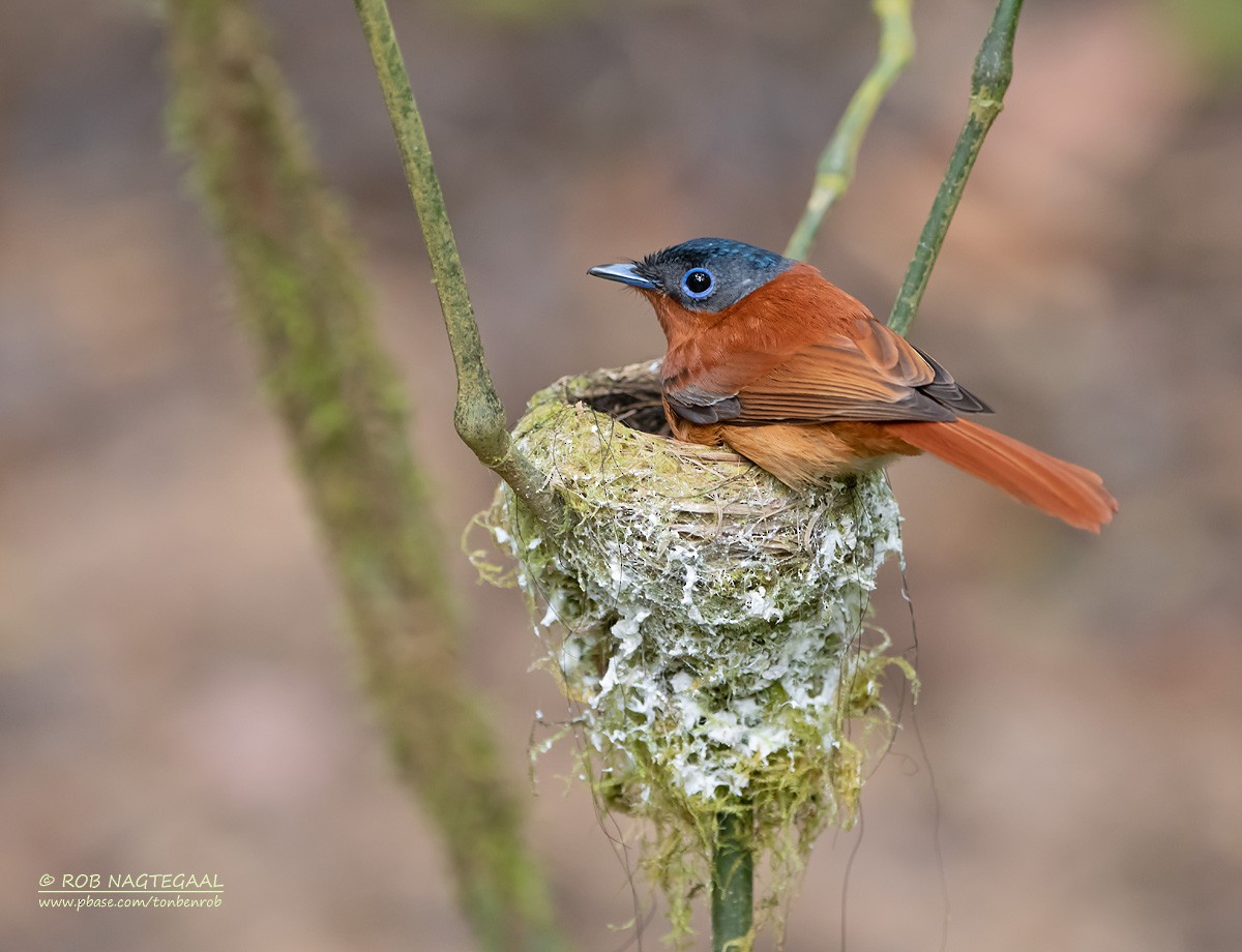 Malagasy Paradise-Flycatcher - ML622864122