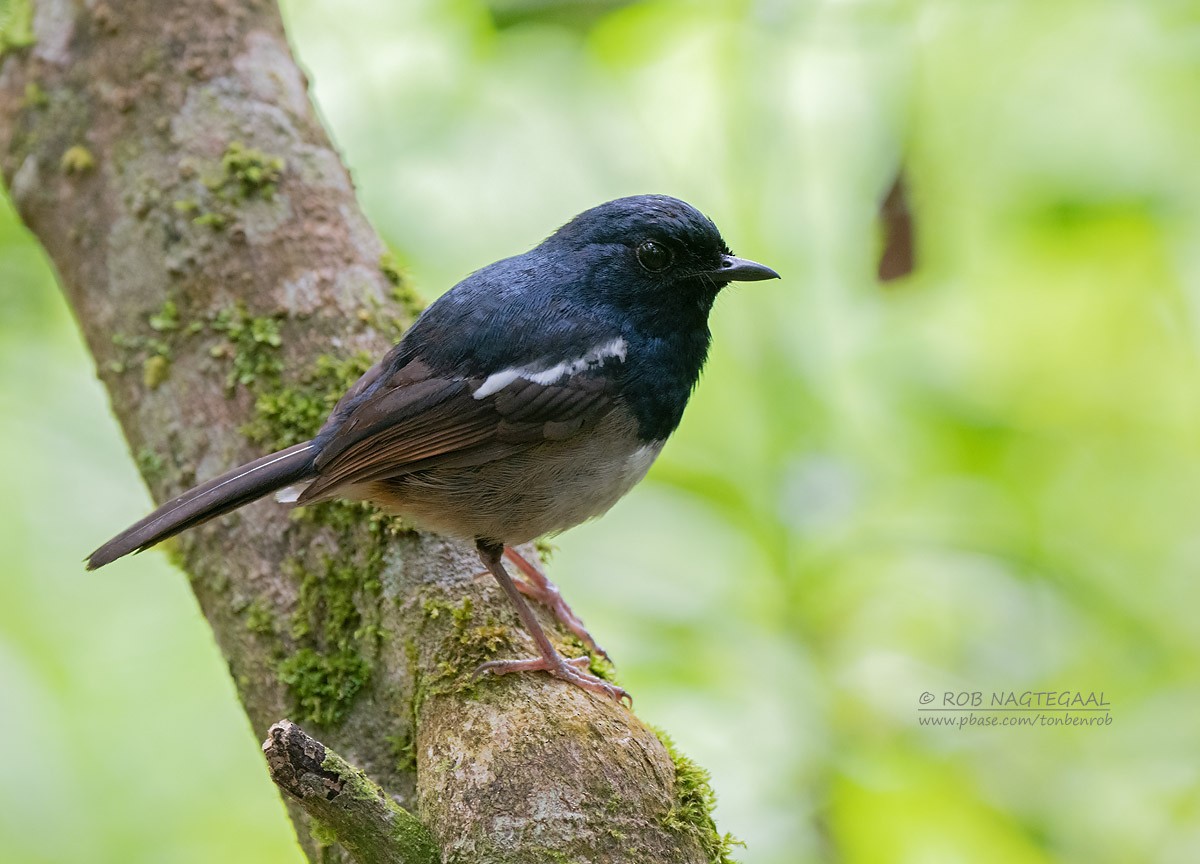 Madagascar Magpie-Robin - ML622864127