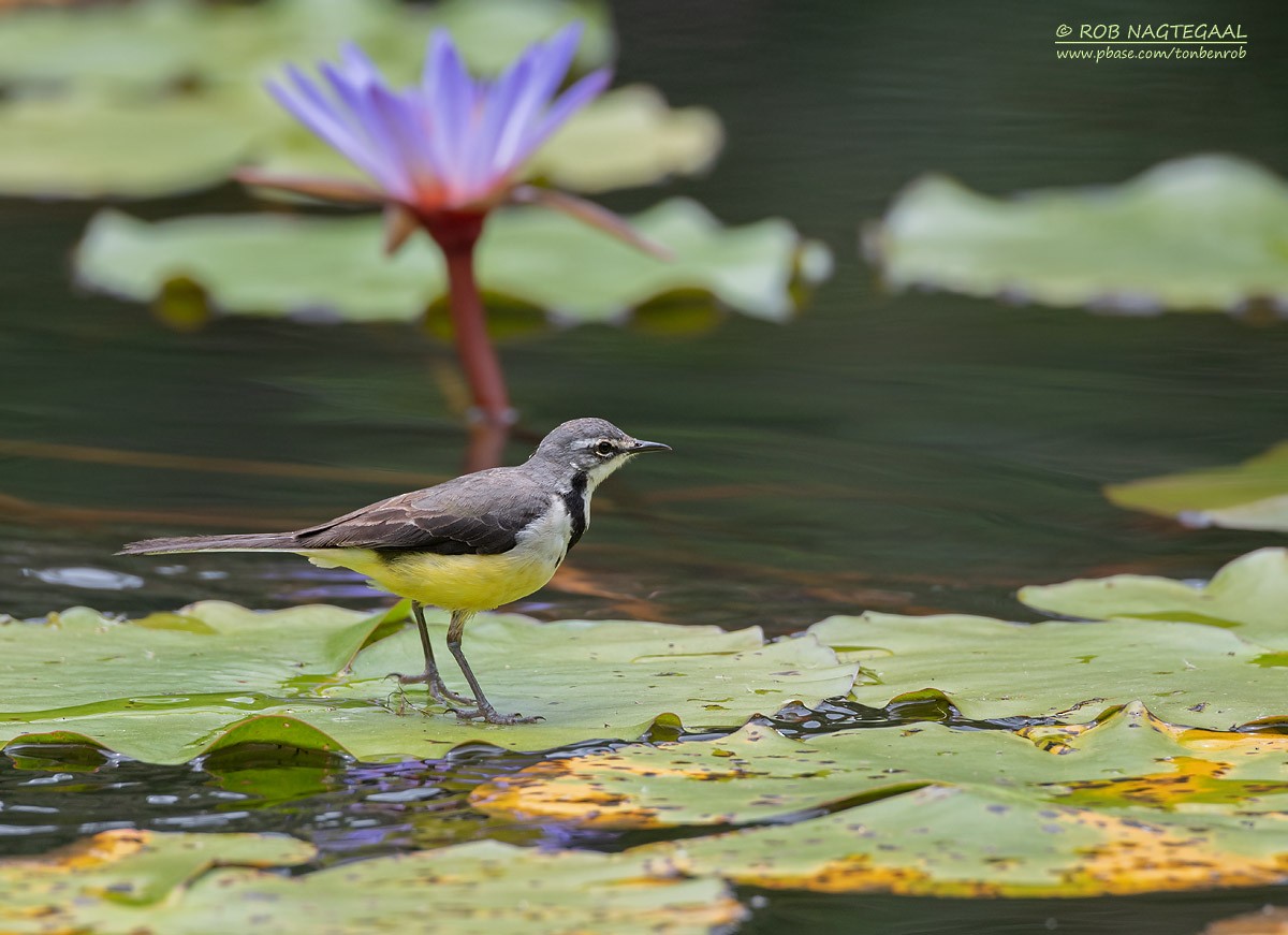 Madagascar Wagtail - ML622864130