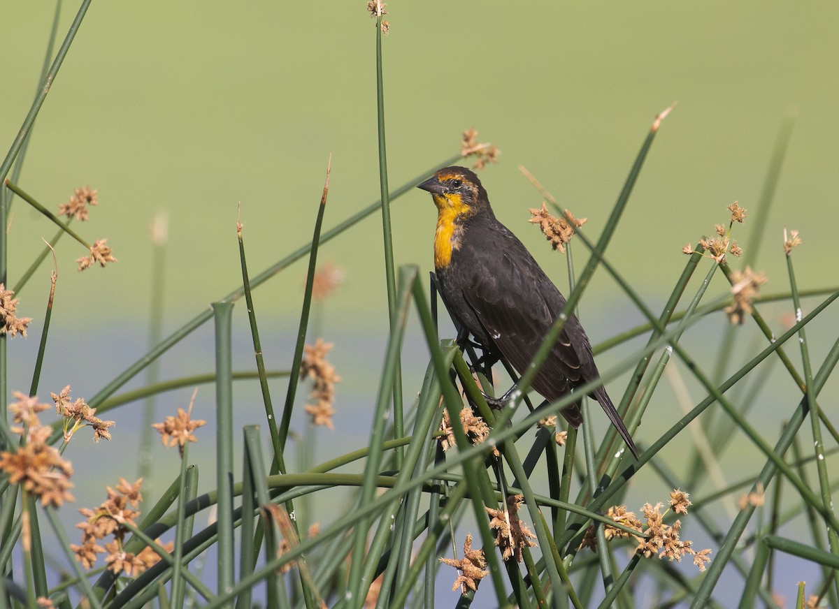 Yellow-headed Blackbird - ML622864194