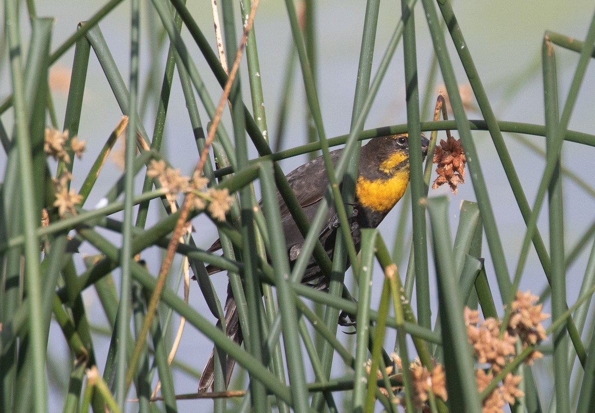 Yellow-headed Blackbird - ML622864195