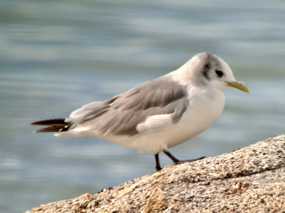 Black-legged Kittiwake - Detlef Buettner