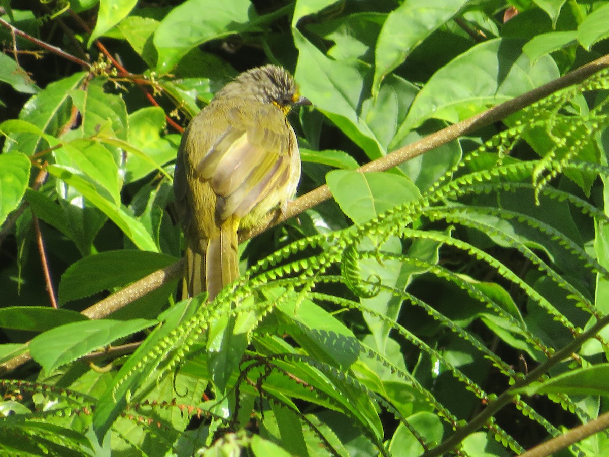 Mountain Bulbul - ML622864220