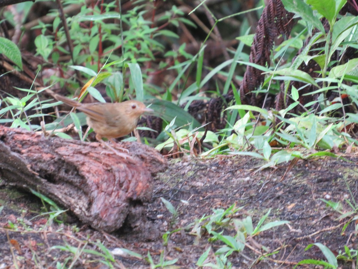 Buff-breasted Babbler - Ragupathy Kannan