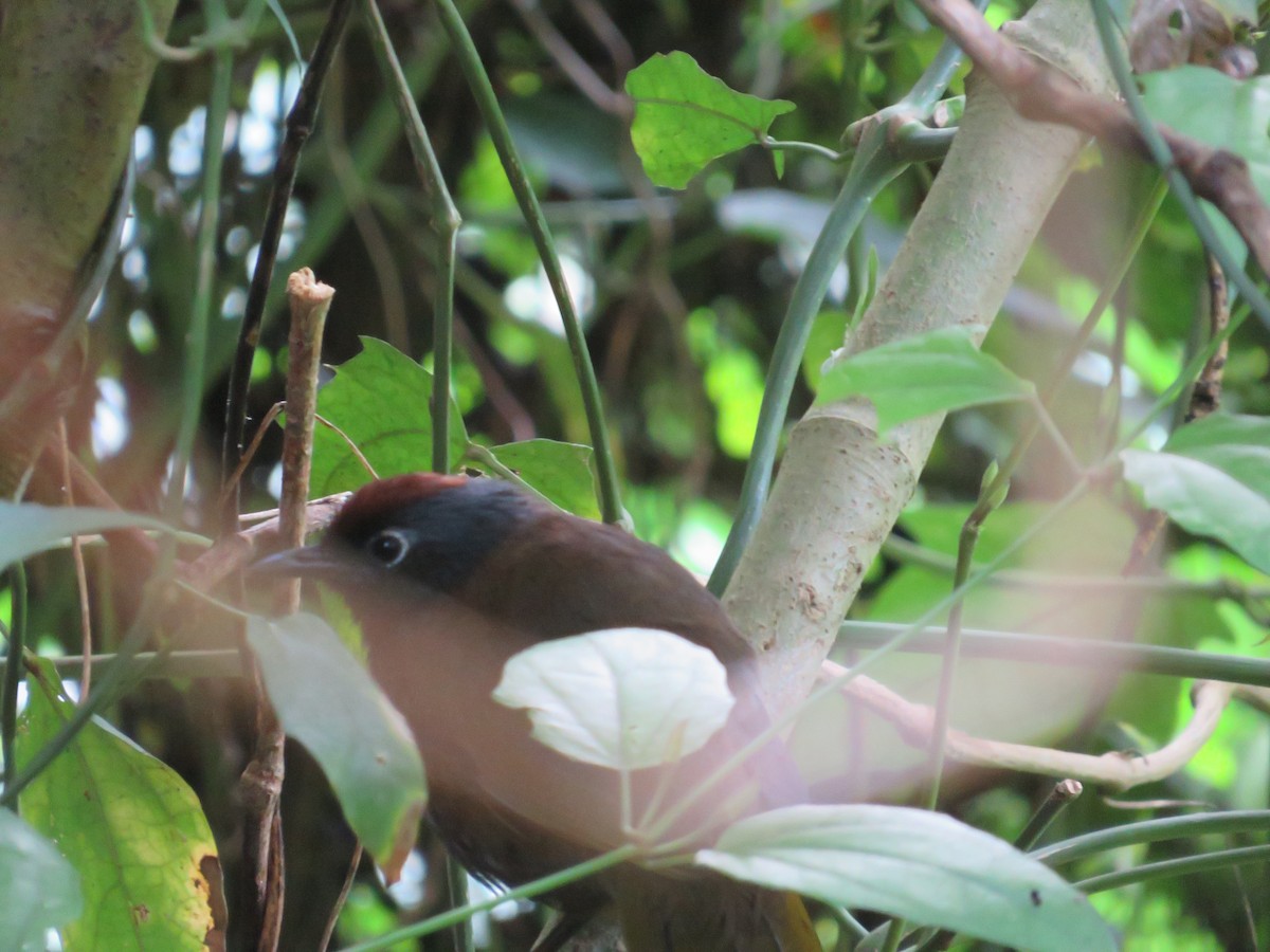 Malayan Laughingthrush - ML622864234