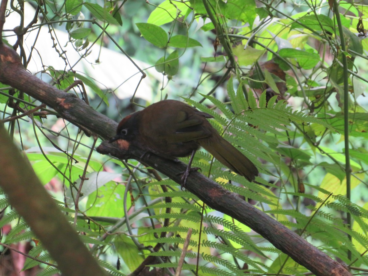 Malayan Laughingthrush - ML622864237