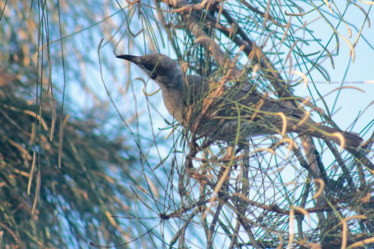 Little Friarbird - ML622864259