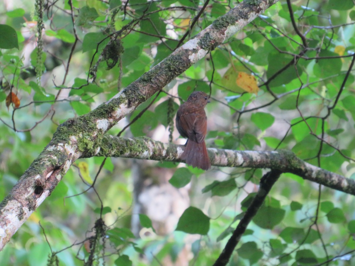 Large Niltava - Ragupathy Kannan