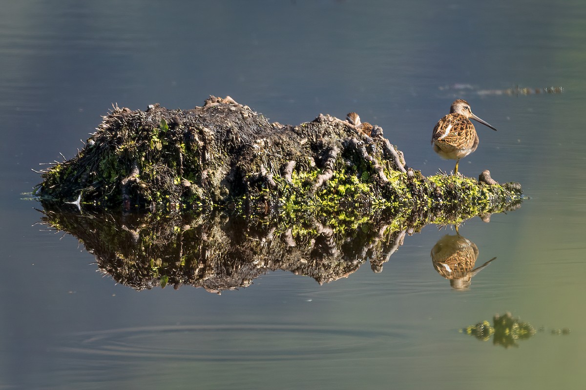 Short-billed Dowitcher - ML622864288