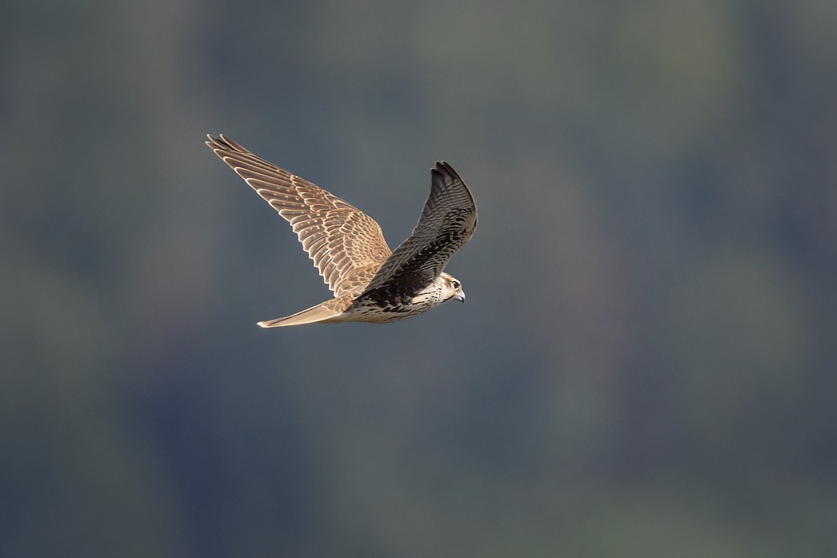 Prairie Falcon - ML622864292