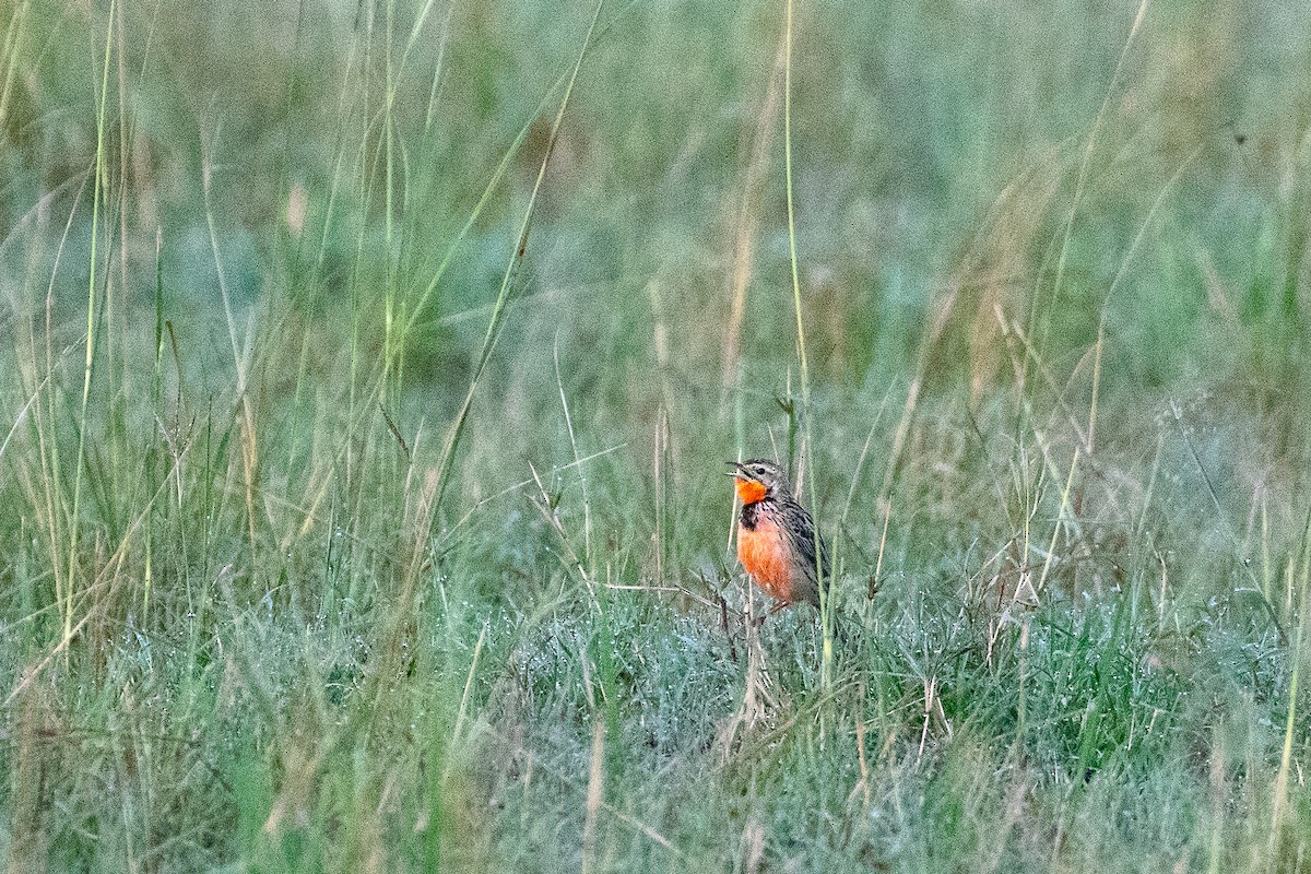 Rosy-throated Longclaw - Ravi Patel