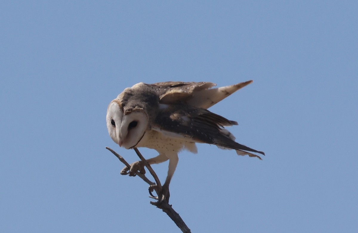 Australasian Grass-Owl - ML622864377