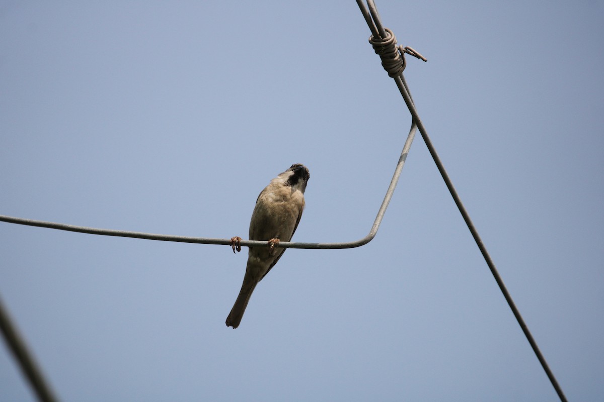 House Sparrow - Rajender Kumar